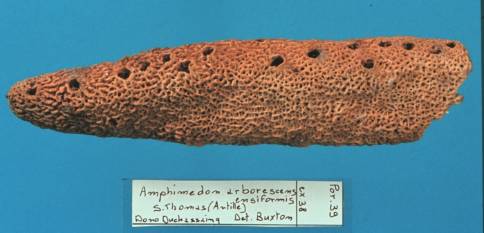 Amphimedon arborescens var. ensiformis Duch. & Mich. 1864 Amphimedon arborescens var. ensiformis Duch. & Mich. 1864