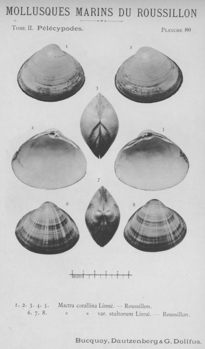 Bucquoy et al. (1887-1898, pl. 80) Bucquoy et al. (1887-1898, pl. 80)