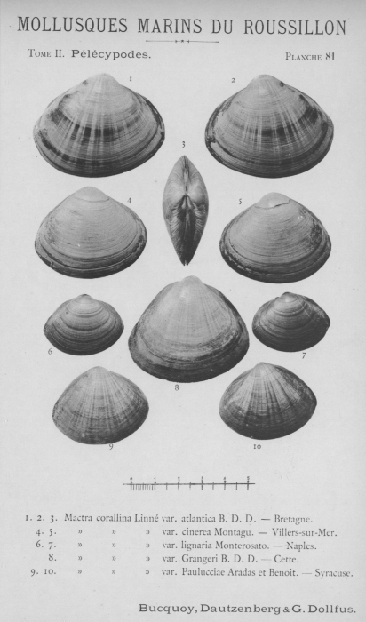 Bucquoy et al. (1887-1898, pl. 81) Bucquoy et al. (1887-1898, pl. 81)