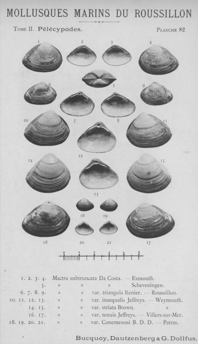 Bucquoy et al. (1887-1898, pl. 82) Bucquoy et al. (1887-1898, pl. 82)
