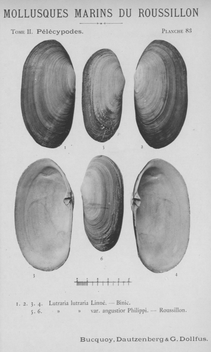 Bucquoy et al. (1887-1898, pl. 83) Bucquoy et al. (1887-1898, pl. 83)