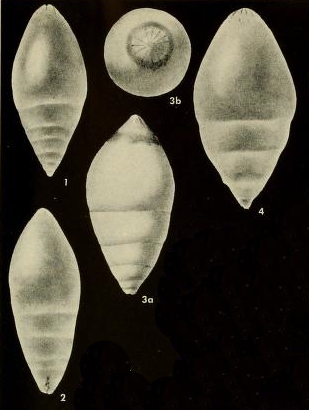 Rectoglandulina appressa Loeblich &amp; Tappan, 1955