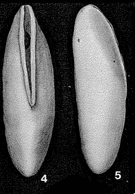 Rimulina glabra d'Orbigny Em. Loeblich & Tappan, 1955