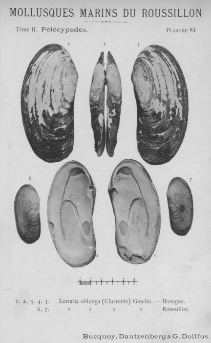 Bucquoy et al. (1887-1898, pl. 84) Bucquoy et al. (1887-1898, pl. 84)