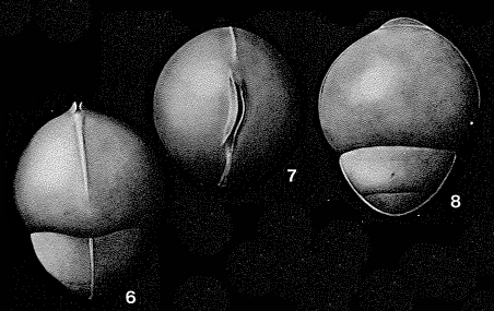 Gonatosphaera prolata Guppy, 1894 Gonatosphaera prolata Guppy, 1894