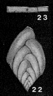 Polymorphina frondea (Cushman, 1922)