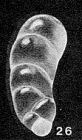 Paralingulina frailensis McCulloch, 1977