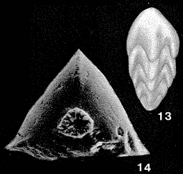 Tristix liasina (Berthelin, 1879)