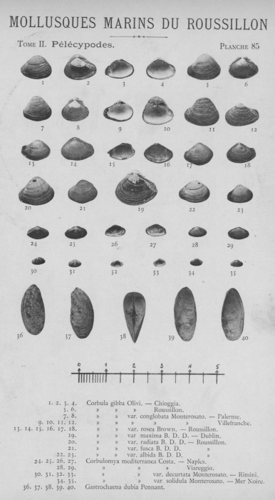 Bucquoy et al. (1887-1898, pl. 85) Bucquoy et al. (1887-1898, pl. 85)