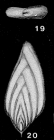 Dyofrondicularia nipponica Asano, 1936