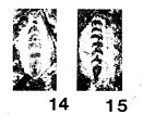 Pachyphloia ovata Lange, 1925 Pachyphloia ovata Lange, 1925