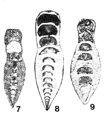 Robustopachyphloia annectena Lin, 1980