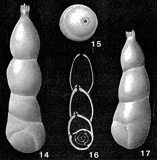 Dimorphina tuberosa d'Orbigny, 1826