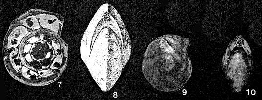 Cribrorobulina serpens (Seguenza, 1880) Cribrorobulina serpens (Seguenza, 1880)