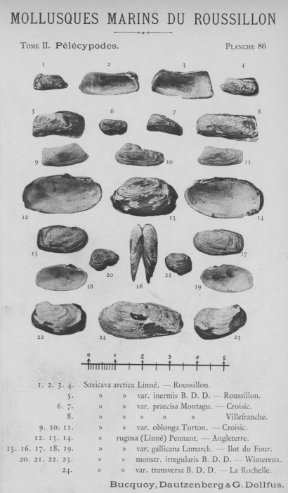Bucquoy et al. (1887-1898, pl. 86) Bucquoy et al. (1887-1898, pl. 86)