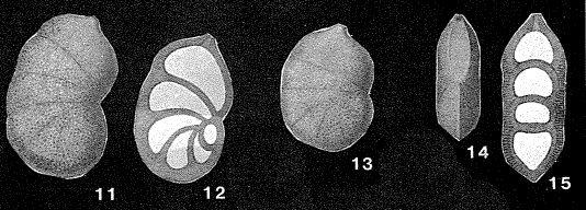 Cristellariopsis punctata Rzehak, 1895