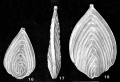 Chromista - Foraminifera (foraminifers)