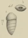 Lingulina impressa Terquem, 1882
