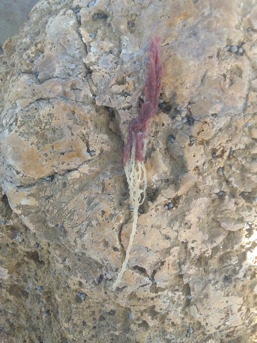 Asparagopsis, Fig.2 Asparagopsis, Fig.2