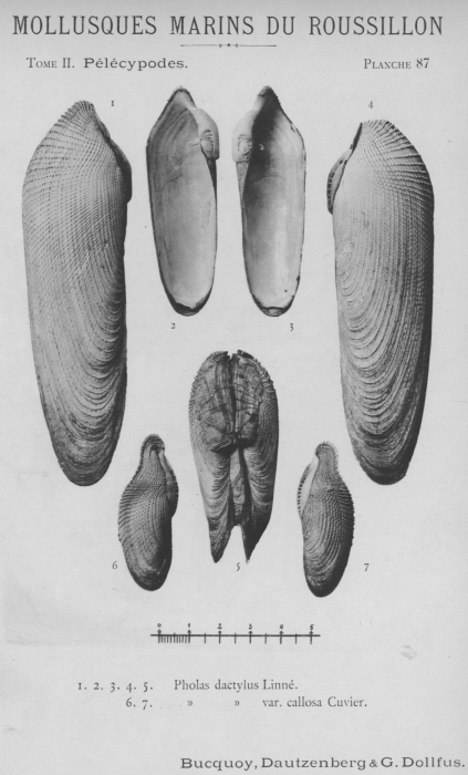 Bucquoy et al. (1887-1898, pl. 87) Bucquoy et al. (1887-1898, pl. 87)