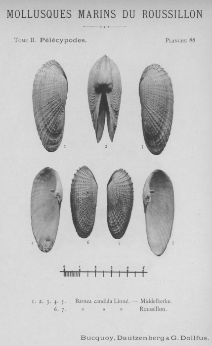 Bucquoy et al. (1887-1898, pl. 88) Bucquoy et al. (1887-1898, pl. 88)