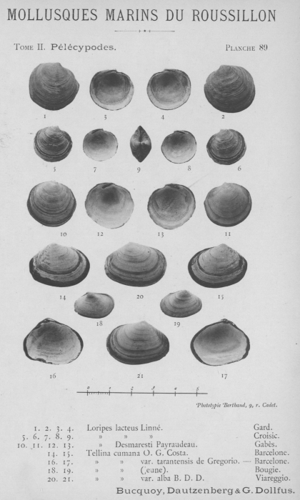 Bucquoy et al. (1887-1898, pl. 89) Bucquoy et al. (1887-1898, pl. 89)