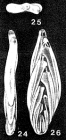 Eupolymorphina hancocki McCulloch, 1977