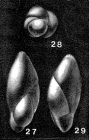 Eoguttulina anglica Cushman & Ozawa, 1930