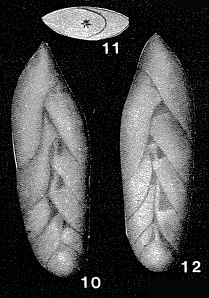 Polymorphina charlottensis Cushman, 1925