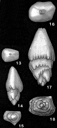 Sagoplecta goniata Tappan, 1951 Sagoplecta goniata Tappan, 1951