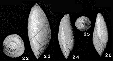 Pyrulina acuminata d'Orbigny, 1840