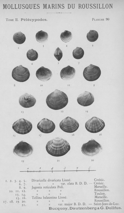 Bucquoy et al. (1887-1898, pl. 90) Bucquoy et al. (1887-1898, pl. 90)