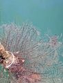 Hydrozoa (hydroids)