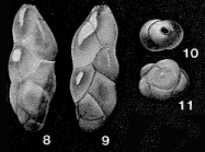 Pseudopolymorphina hanzawai Cushman & Ozawa, 1928