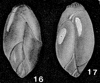 Polymorphina burdigalensis d'Orbigny in Deshayes, 1832