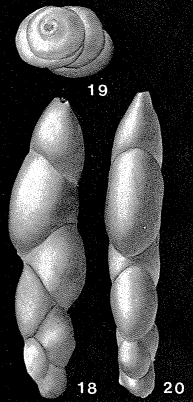 Paleopolymorphina pleurostomelloides (Franke, 1928)