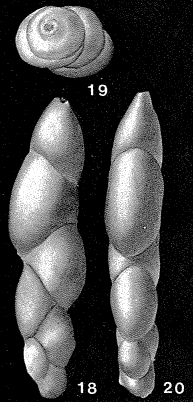 Paleopolymorphina pleurostomelloides (Franke, 1928) Paleopolymorphina pleurostomelloides (Franke, 1928)