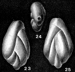 Pealerina spatula (Lalicker, 1950) Pealerina spatula (Lalicker, 1950)