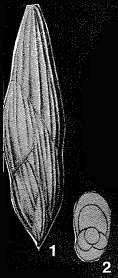 Pseudopolymorphina rutila (Cushman, 1923)