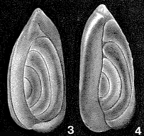 Sigmoidella kagaensis Cushman & Ozawa, 1928