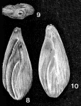 Sigmomorphina yokoyamai (Cushman & Ozawa, 1928)