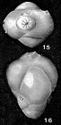 Spirofrondicularia frondicularioides (Chapman, 1894)