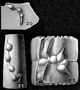 Bullopora rostrata Quenstedt, 1857 Bullopora rostrata Quenstedt, 1857