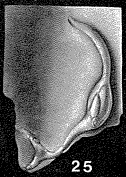 Globulina redriverensis Tappan, 1943 Globulina redriverensis Tappan, 1943