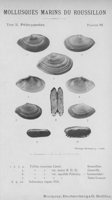 Bucquoy et al. (1887-1898, pl. 92) Bucquoy et al. (1887-1898, pl. 92)