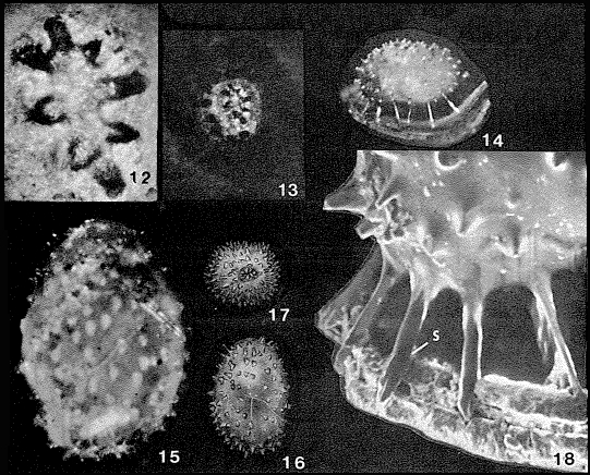 Globulina alabamensis Cushman & McGlamery, 1939