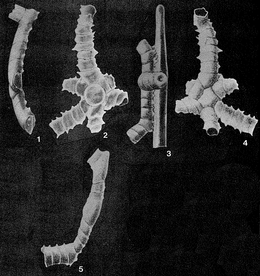 Discoramulina bollii Seiglie, 1964 Discoramulina bollii Seiglie, 1964