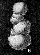 Ramulinella suevica Paalzow, 1932 Ramulinella suevica Paalzow, 1932