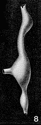 Ramulina laevis Jones, 1875 Ramulina laevis Jones, 1875