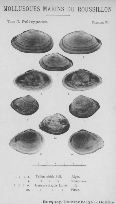 Bucquoy et al. (1887-1898, pl. 93) Bucquoy et al. (1887-1898, pl. 93)